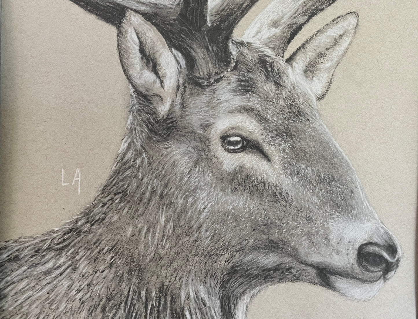 “Grey Ghost”