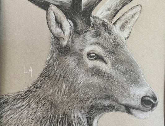 “Grey Ghost”